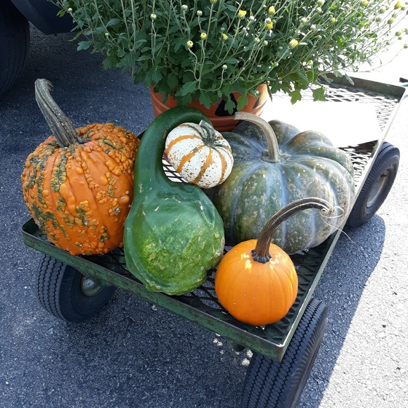 Meet your Posher, Pamela - Picture 1 of 1